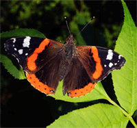 Admiral Schmetterling Steckbrief Tierlexikon