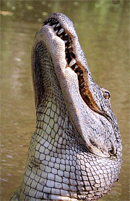 Alligator