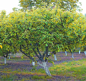 Abbildung eines Aprikosenbaumes