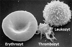 Erythrozyten, Leukozyten und Thrombozyten