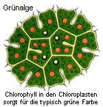 Chloroplasten einer Grnalge