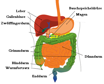 Dünndarm und Dickdarm