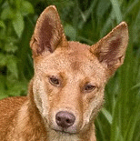 Dingo