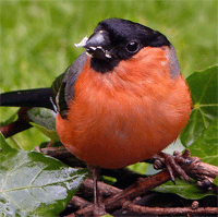 Dompfaff Steckbrief Tierlexikon