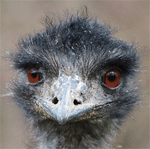 Emu