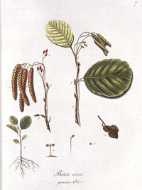 Abbildung von Blätter, Früchten und Nüssen der Erle