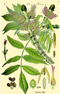 Abbildung von Blätter, Ast und Früchten Esche
