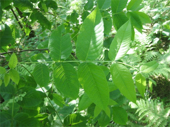 Blätter einer jungen Esche