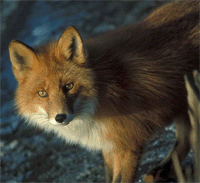 Fuchs