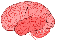 Estrutura do cérebro