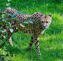 Gepard