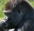 Gorilla