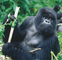 Gorilla