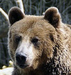 Grizzlybär