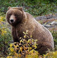 Grizzlybär