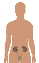 Localização dos rins e bexiga urinária
