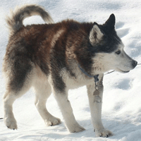 Hund 5 steckbrief klasse Steckbrief Hund