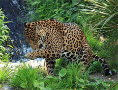 Jaguar