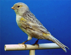 Kanarienvogel