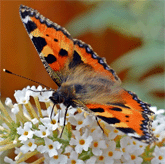 Fuchsauge schmetterling Schmetterlinge bestimmen