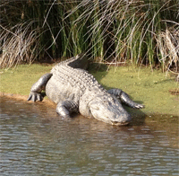 Krokodil