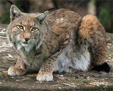 Luchs