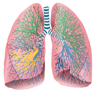Representação esquemática do pulmão fl