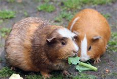 Meerschweinchen