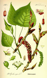 Abbildung von Blätter, Ast und Früchten der Pappel