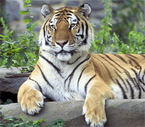 Sibirischer Tiger