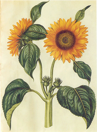 Die Sonnenblume