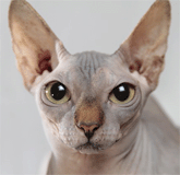 Sphynx-Katze