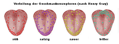 Lage der spezifischen Geschmacksrezeptoren