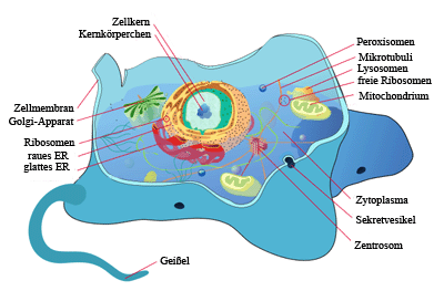 Tierzelle Tierische Zelle