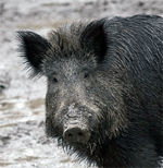 Wildschwein