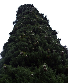 Bild einer Zypresse mit Zapfen