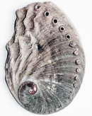 Abalone