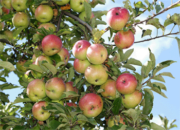 Apfelbaum mit reifen Äpfeln