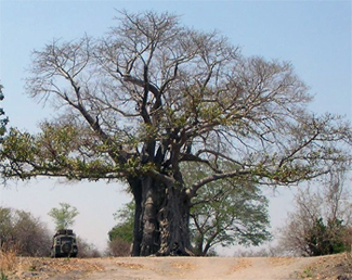 Abbildung eines Affenbrotbaumes