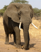 Afrikanischer Elefant