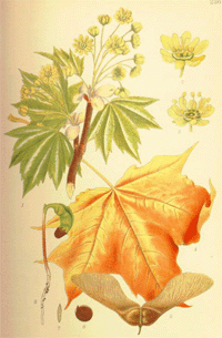 Abbildung von Keimling, Blüte, Ast und Blatt des Ahornbaumes
