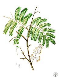 Abbildung eines Akazienasts mit Blättern