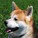 Akita