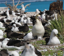 Albatros