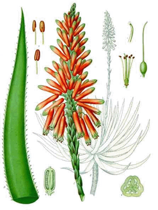 Die Aloe Vera