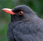 Amsel