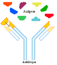 Antigene