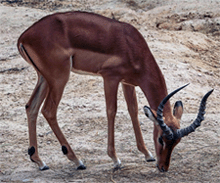 Antilope