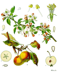 Abbildung von Blüte, Ast, Früchten und Blätter des Apfelbaums