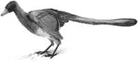 Archaeopteryx